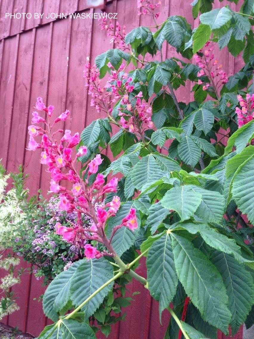 Mr Maple Aesculus x carnea 'Briotii' Horse Chestnut - Thumbnail 2