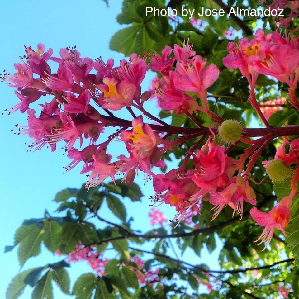 Mr Maple Aesculus x carnea 'Briotii' Horse Chestnut - Thumbnail 3