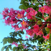 - Aesculus x carnea ''Briotii' Red Flowering Horse Chestnut - Mr Maple │ Buy Japanese Maple Trees