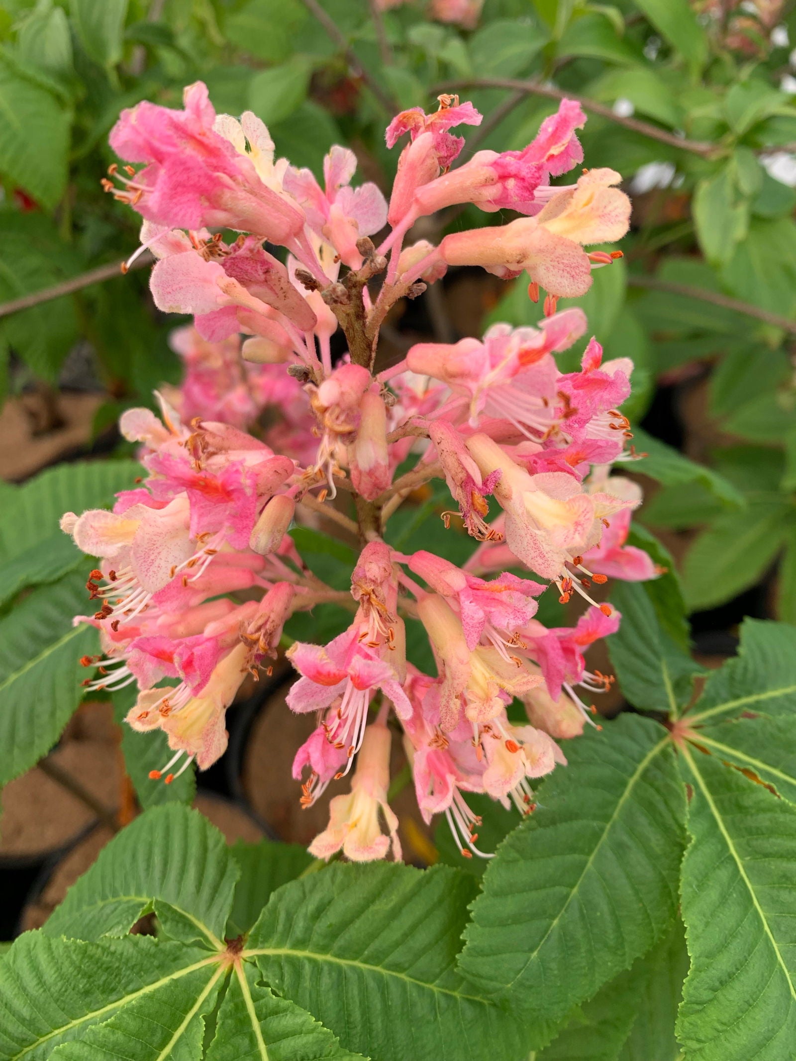 Mr Maple Aesculus x carnea 'Briotii' Horse Chestnut