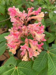 - Aesculus x carnea ''Briotii' Red Flowering Horse Chestnut - Mr Maple │ Buy Japanese Maple Trees
