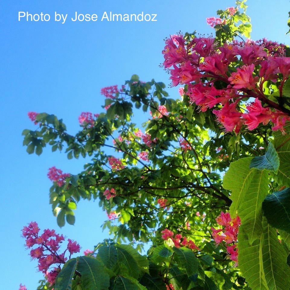 Mr Maple Aesculus x carnea 'Briotii' Horse Chestnut - Thumbnail 2