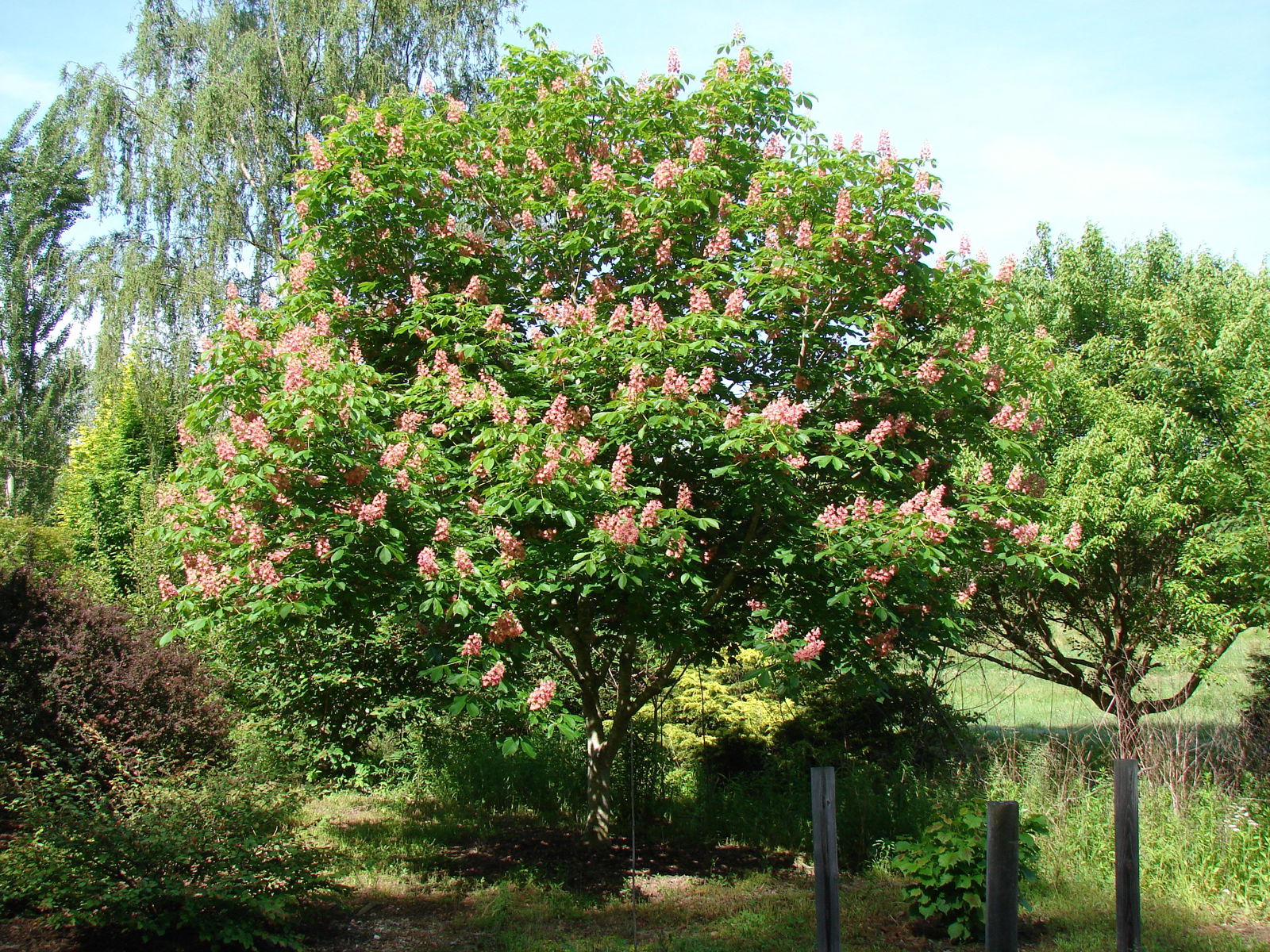 Mr Maple Aesculus x carnea 'Fort McNair' Horse Chestnut Tree - Thumbnail 4