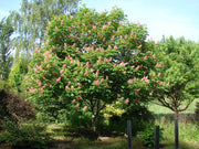 - Aesculus x carnea 'Fort McNair' Red Flowering Horse Chestnut Tree - Mr Maple │ Buy Japanese Maple Trees