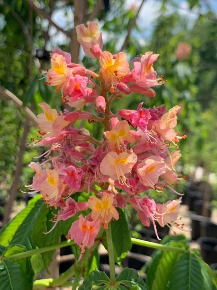 Mr Maple Aesculus x carnea 'Fort McNair' Horse Chestnut Tree