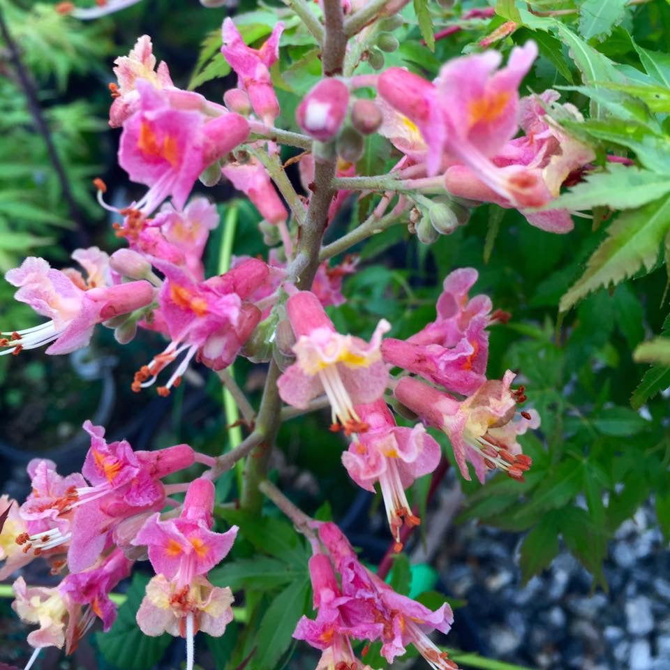 Mr Maple Aesculus x carnea 'Fort McNair' Horse Chestnut Tree - Thumbnail 2