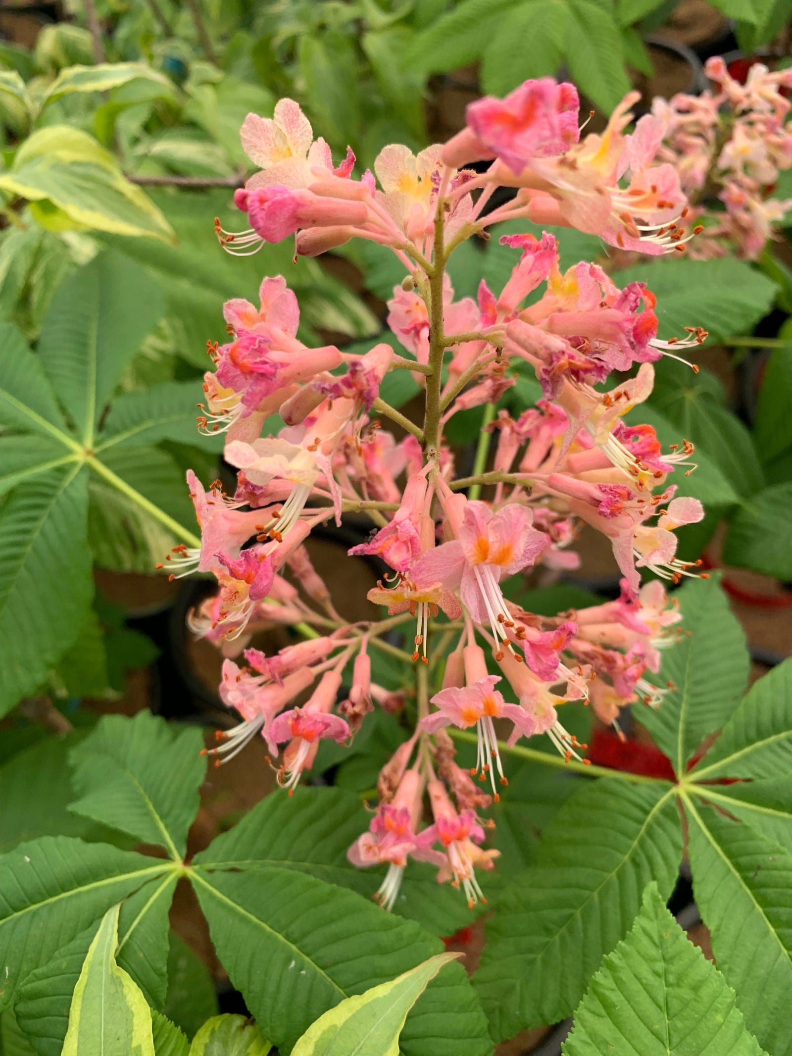 Mr Maple Aesculus x carnea 'Fort McNair' Horse Chestnut Tree - Thumbnail 5