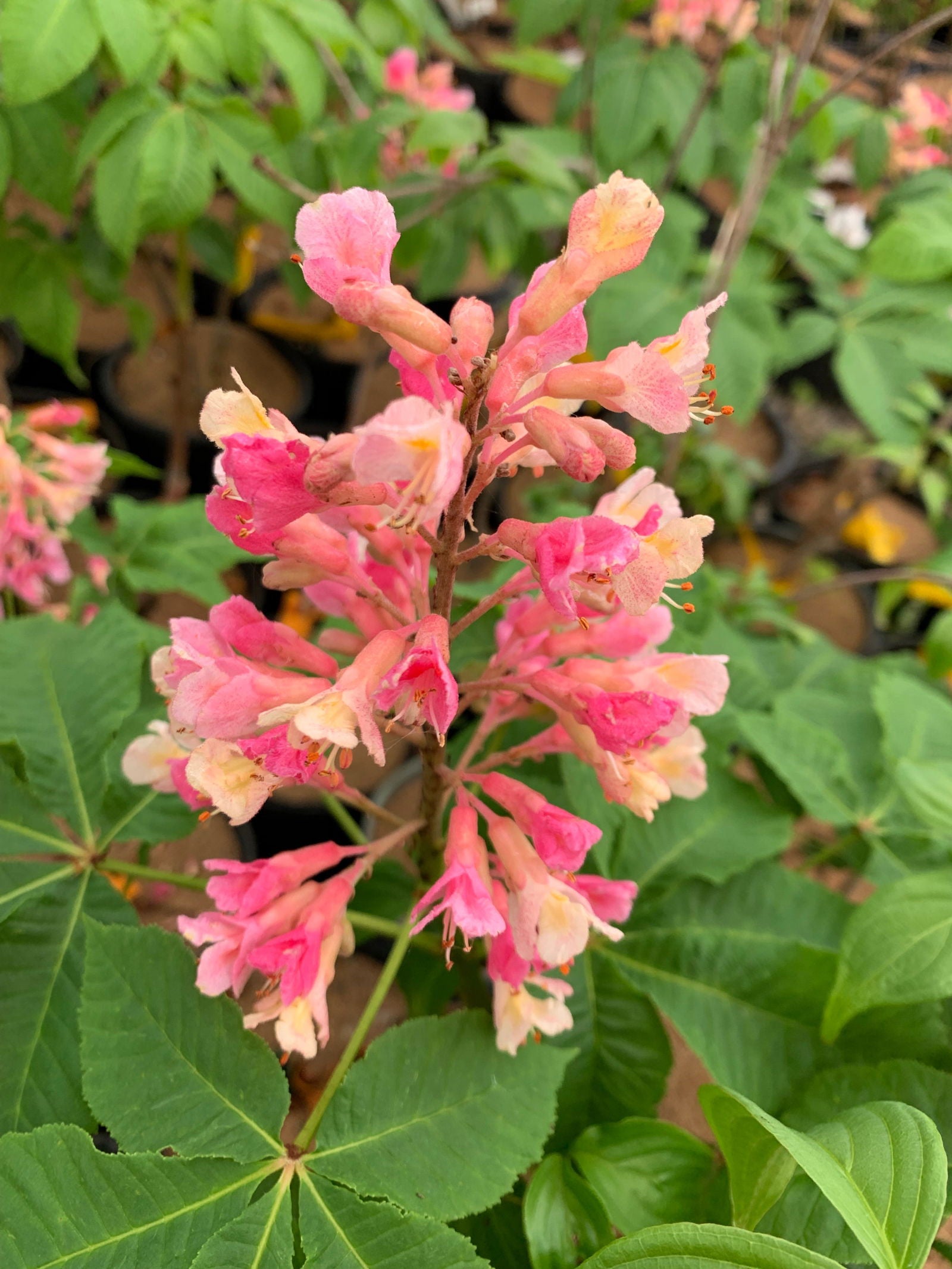 Aesculus x carnea 'O'Neill Red' Horse Chestnut