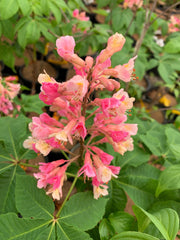 - Aesculus x carnea 'O'Neill Red' Red Flowering Horse Chestnut - Mr Maple │ Buy Japanese Maple Trees