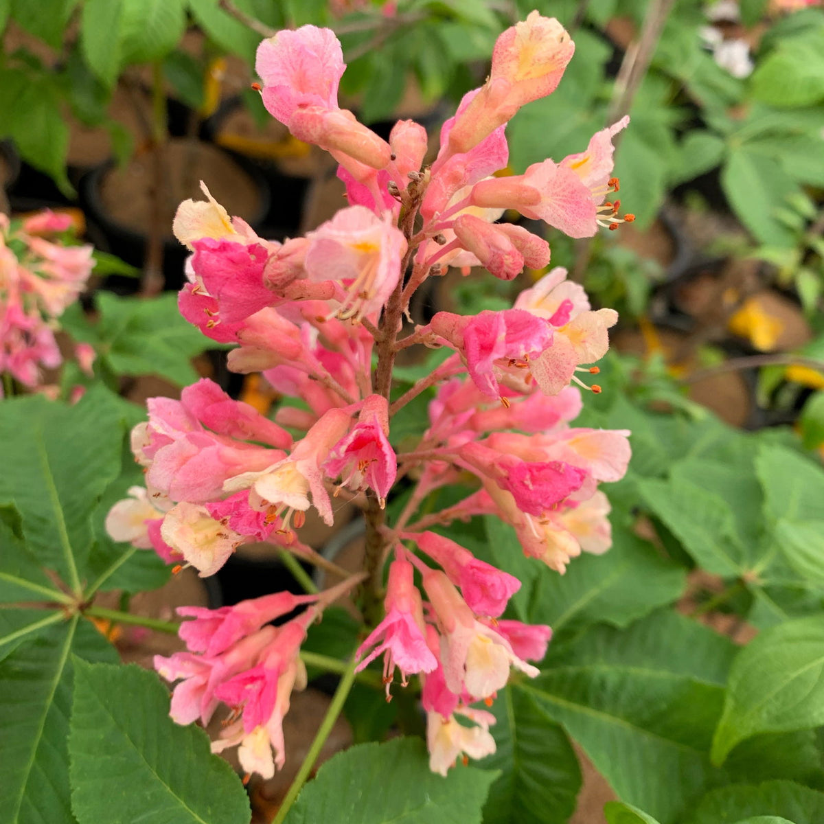 「Between Maple and Chestnut」写真集 ripe-fruit-chestnut-maple-leaf