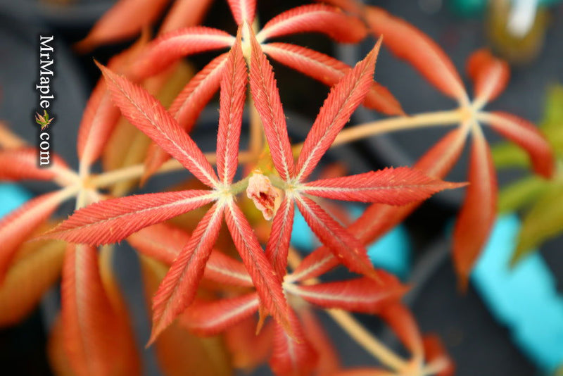 - Aesculus x neglecta 'Erythroblastos' Shrimp Pink Horse Chestnut - Mr Maple │ Buy Japanese Maple Trees