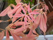 - Aesculus x neglecta 'Erythroblastos' Shrimp Pink Horse Chestnut - Mr Maple │ Buy Japanese Maple Trees