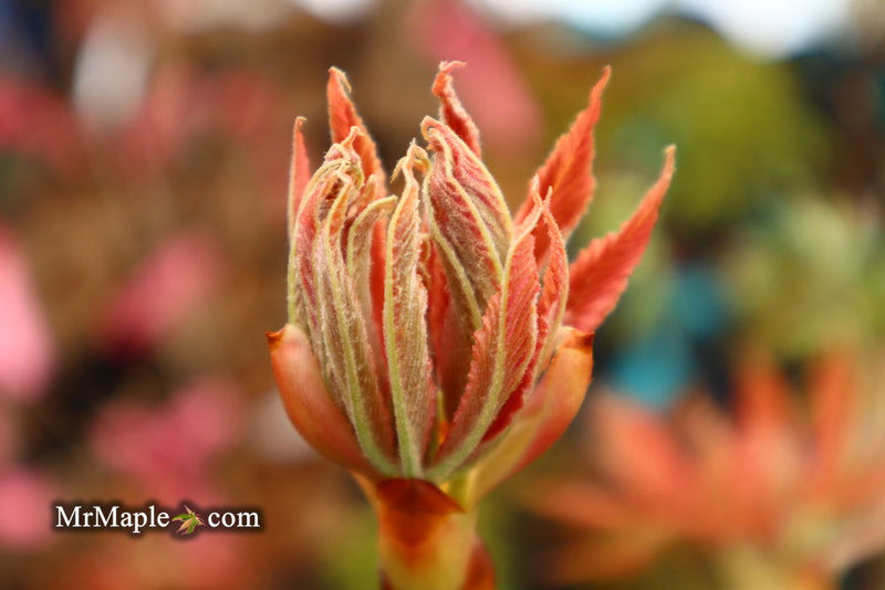 - Aesculus x neglecta 'Erythroblastos' Shrimp Pink Horse Chestnut - Mr Maple │ Buy Japanese Maple Trees