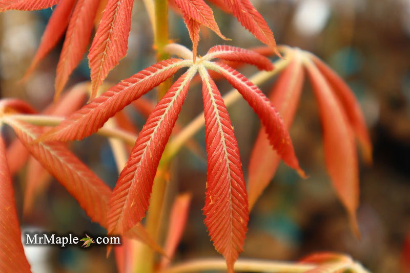 - Aesculus x neglecta 'Erythroblastos' Shrimp Pink Horse Chestnut - Mr Maple │ Buy Japanese Maple Trees