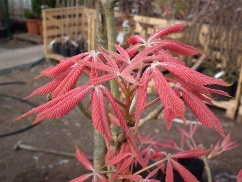 - Aesculus x neglecta 'Erythroblastos' Shrimp Pink Horse Chestnut - Mr Maple │ Buy Japanese Maple Trees