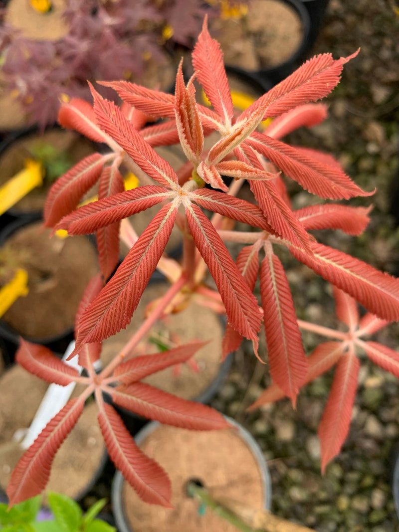 - Aesculus x neglecta 'Erythroblastos' Shrimp Pink Horse Chestnut - Mr Maple │ Buy Japanese Maple Trees