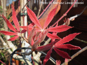 - Aesculus x neglecta 'Erythroblastos' Shrimp Pink Horse Chestnut - Mr Maple │ Buy Japanese Maple Trees