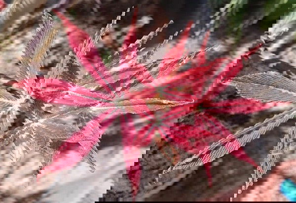 - Aesculus x neglecta 'Erythroblastos' Shrimp Pink Horse Chestnut - Mr Maple │ Buy Japanese Maple Trees