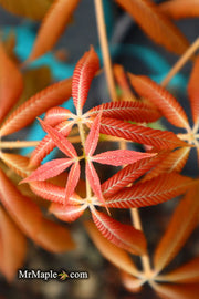 - Aesculus x neglecta 'Erythroblastos' Shrimp Pink Horse Chestnut - Mr Maple │ Buy Japanese Maple Trees