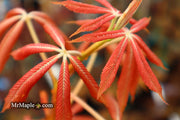 - Aesculus x neglecta 'Erythroblastos' Shrimp Pink Horse Chestnut - Mr Maple │ Buy Japanese Maple Trees
