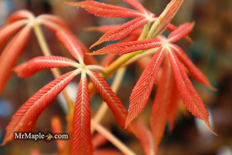 - Aesculus x neglecta 'Erythroblastos' Shrimp Pink Horse Chestnut - Mr Maple │ Buy Japanese Maple Trees