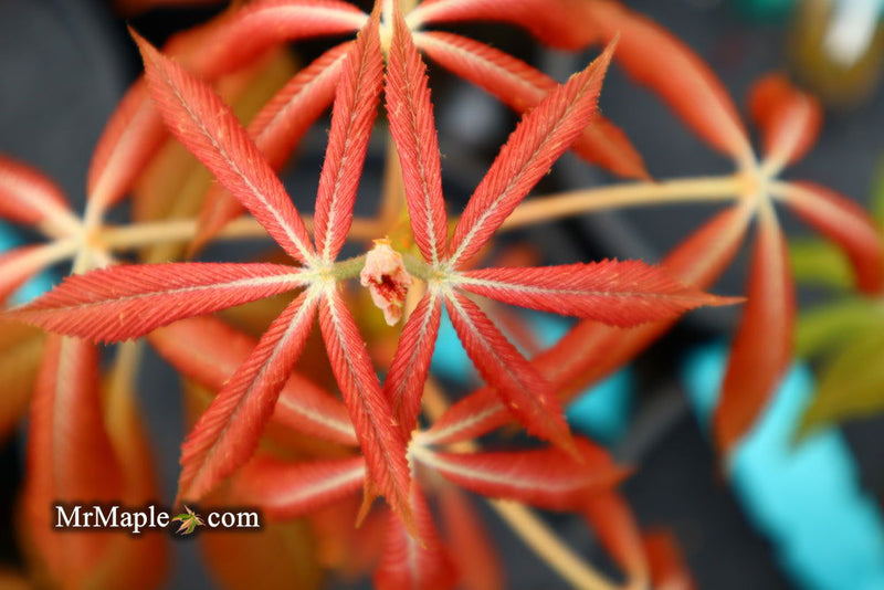 - Aesculus x neglecta 'Erythroblastos' Shrimp Pink Horse Chestnut - Mr Maple │ Buy Japanese Maple Trees