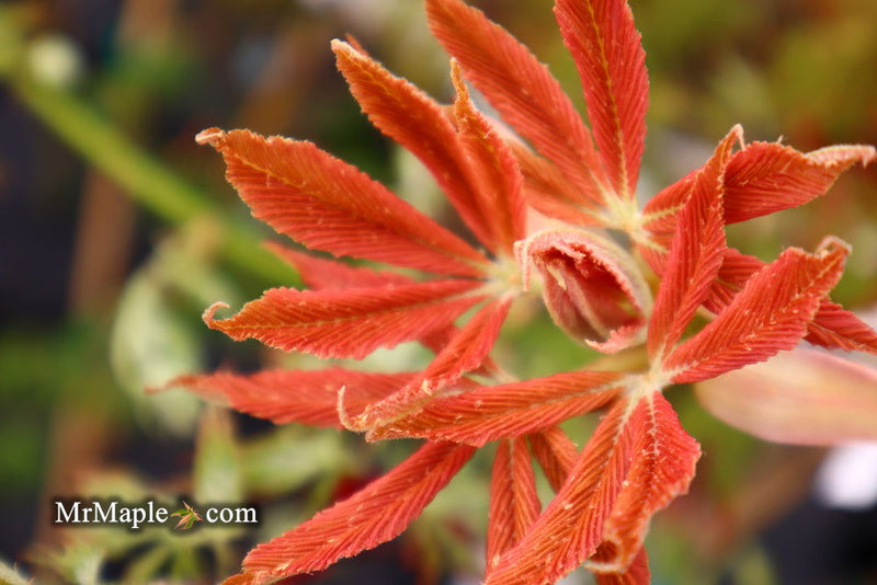 - Aesculus x neglecta 'Erythroblastos' Shrimp Pink Horse Chestnut - Mr Maple │ Buy Japanese Maple Trees
