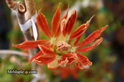 - Aesculus x neglecta 'Erythroblastos' Shrimp Pink Horse Chestnut - Mr Maple │ Buy Japanese Maple Trees
