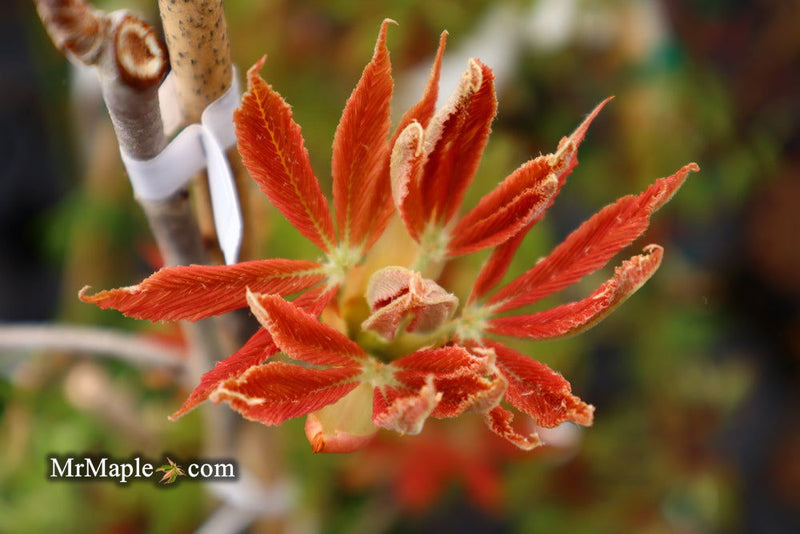 - Aesculus x neglecta 'Erythroblastos' Shrimp Pink Horse Chestnut - Mr Maple │ Buy Japanese Maple Trees