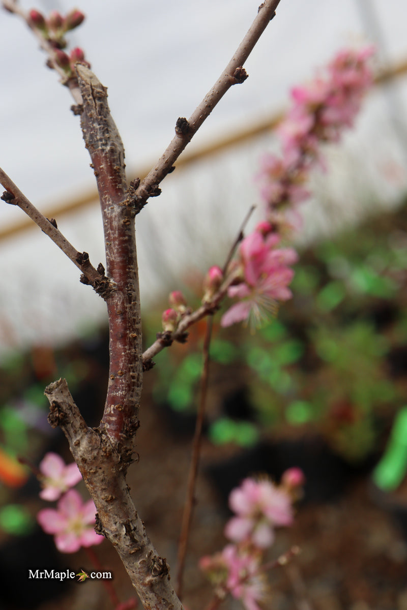 Prunus jacquemontii Afghan Bush Cherry Tree