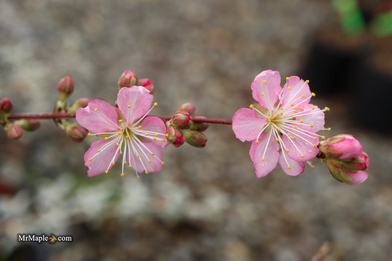 Prunus jacquemontii Afghan Bush Cherry Tree