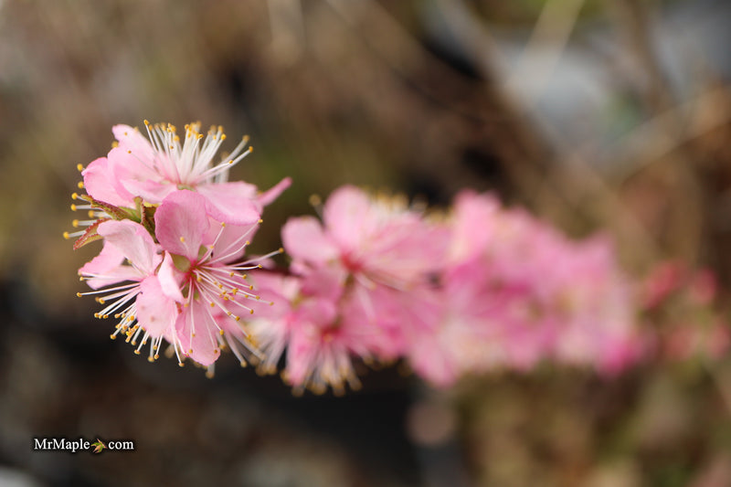 Prunus jacquemontii Afghan Bush Cherry Tree