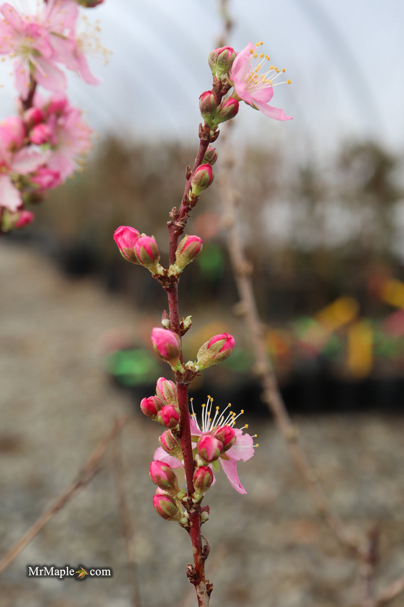 Prunus jacquemontii Afghan Bush Cherry Tree