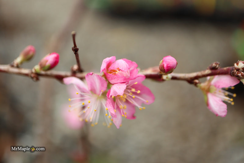 Prunus jacquemontii Afghan Bush Cherry Tree