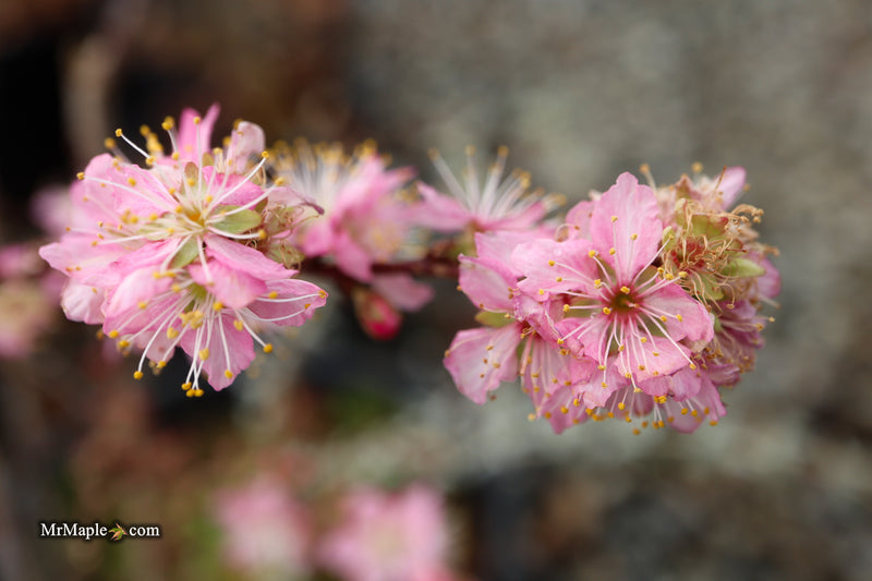 Prunus jacquemontii Afghan Bush Cherry Tree