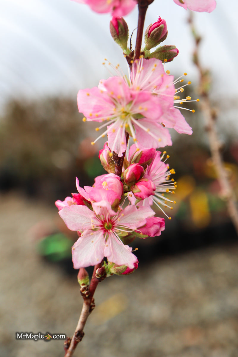 Prunus jacquemontii Afghan Bush Cherry Tree