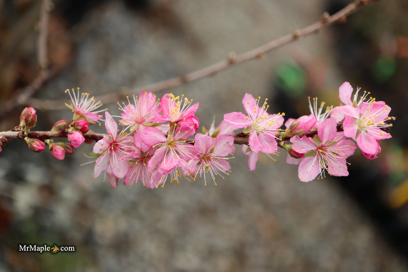 Prunus jacquemontii Afghan Bush Cherry Tree