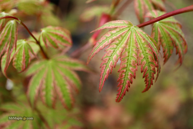 Acer palmatum 'Agape' Area 51 Rare Japanese Maple