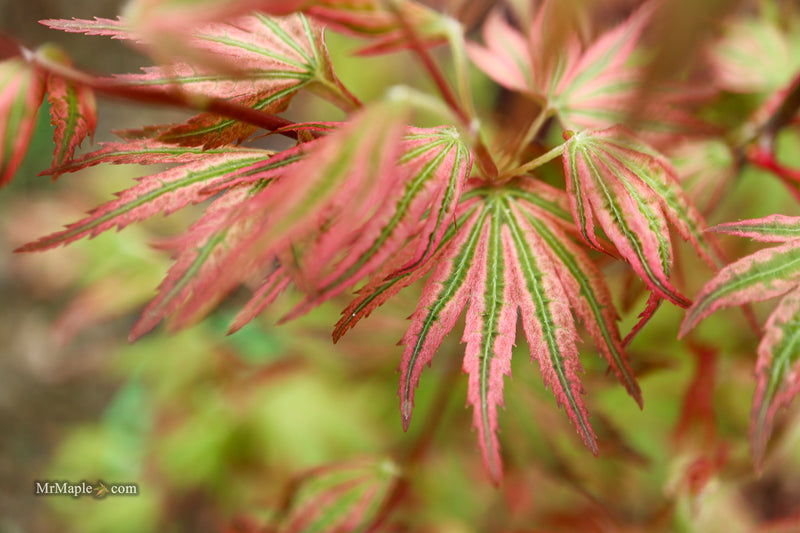 Acer palmatum 'Agape' Area 51 Rare Japanese Maple