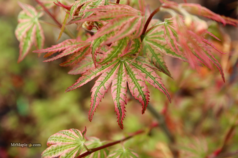 Acer palmatum 'Agape' Area 51 Rare Japanese Maple