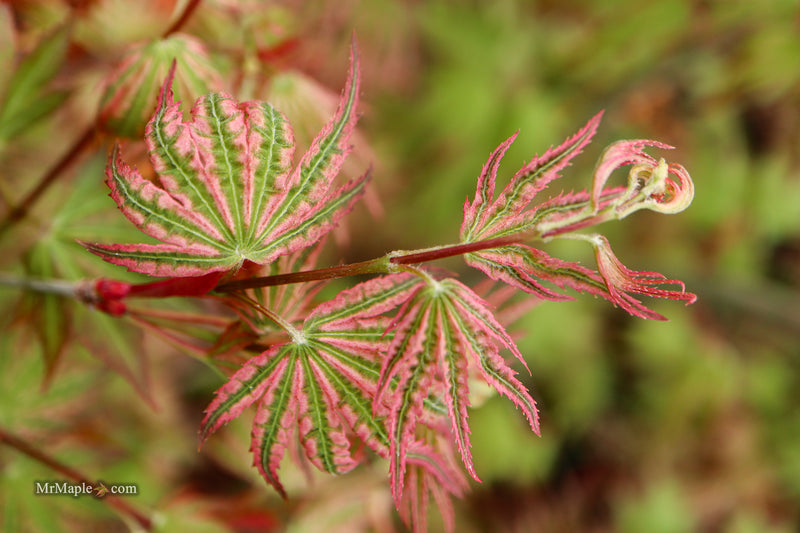 Acer palmatum 'Agape' Area 51 Rare Japanese Maple