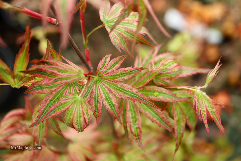 Acer palmatum 'Agape' Area 51 Rare Japanese Maple