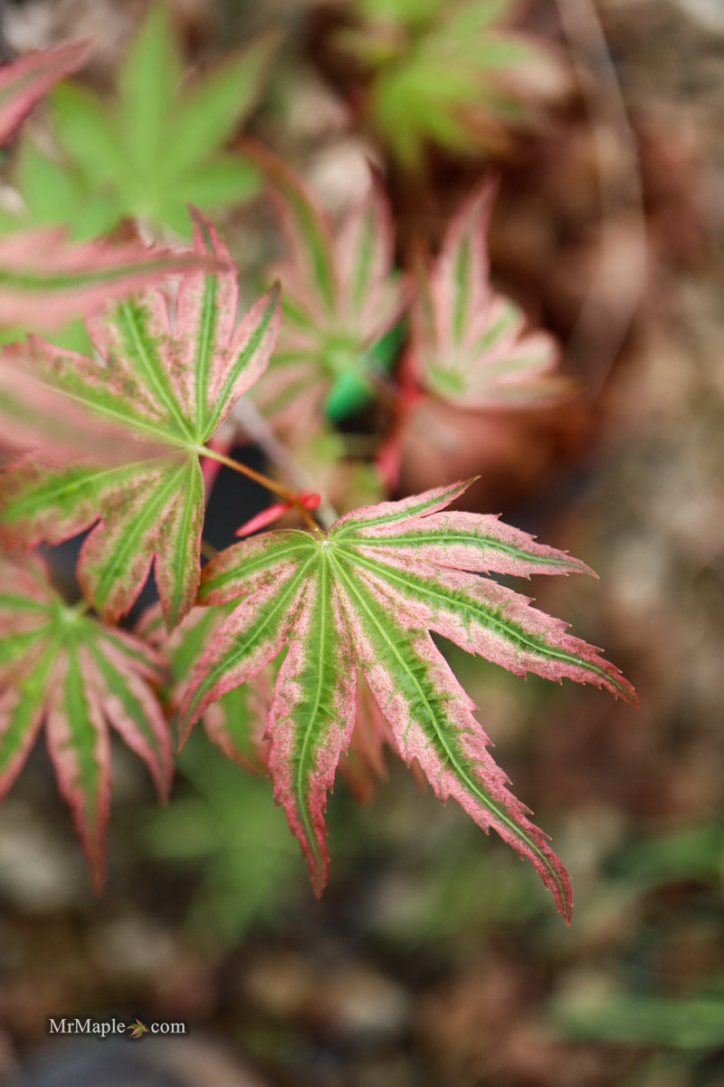 Acer palmatum 'Agape' Area 51 Rare Japanese Maple