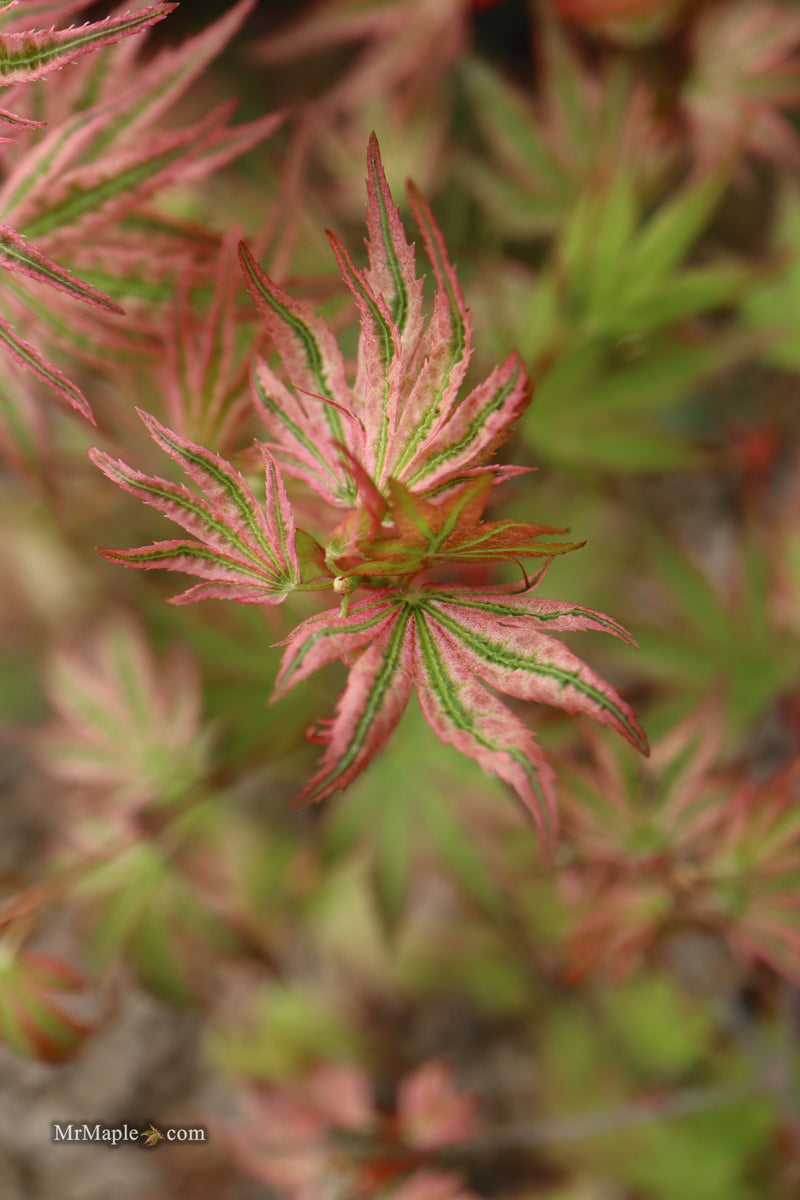 Acer palmatum 'Agape' Area 51 Rare Japanese Maple