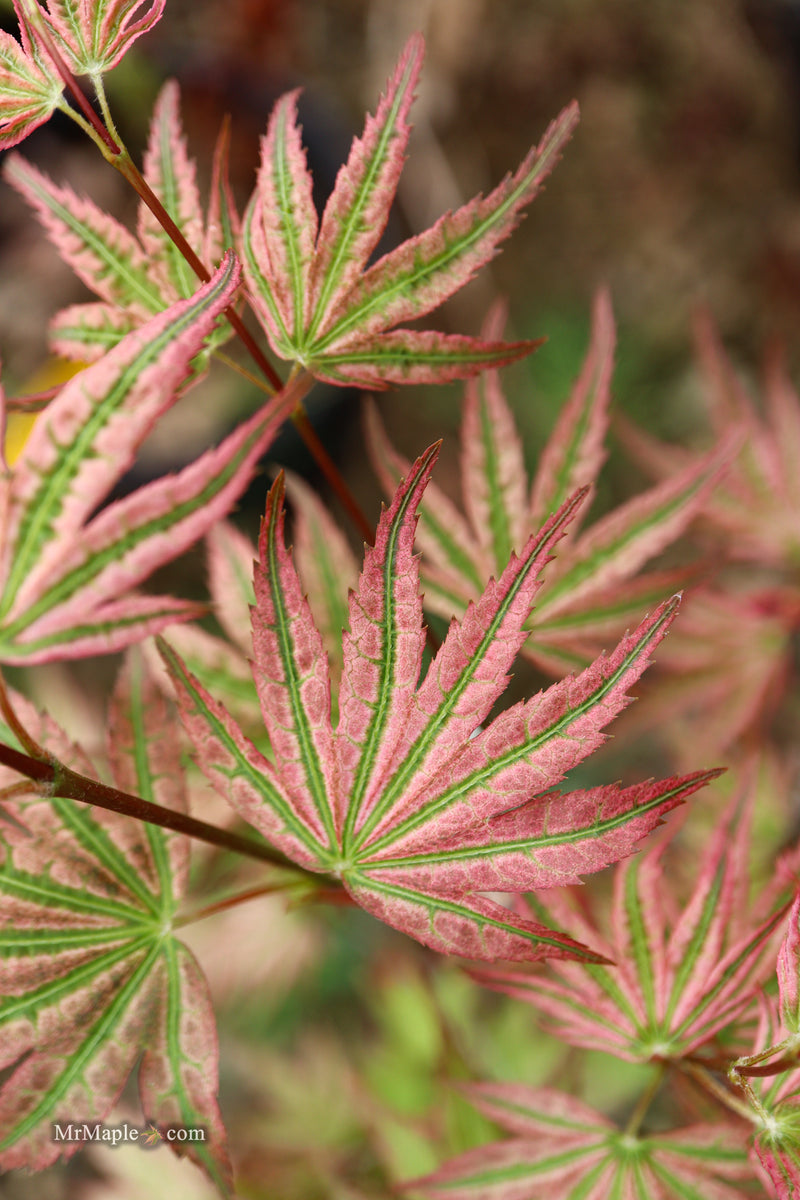 Acer palmatum 'Agape' Area 51 Rare Japanese Maple