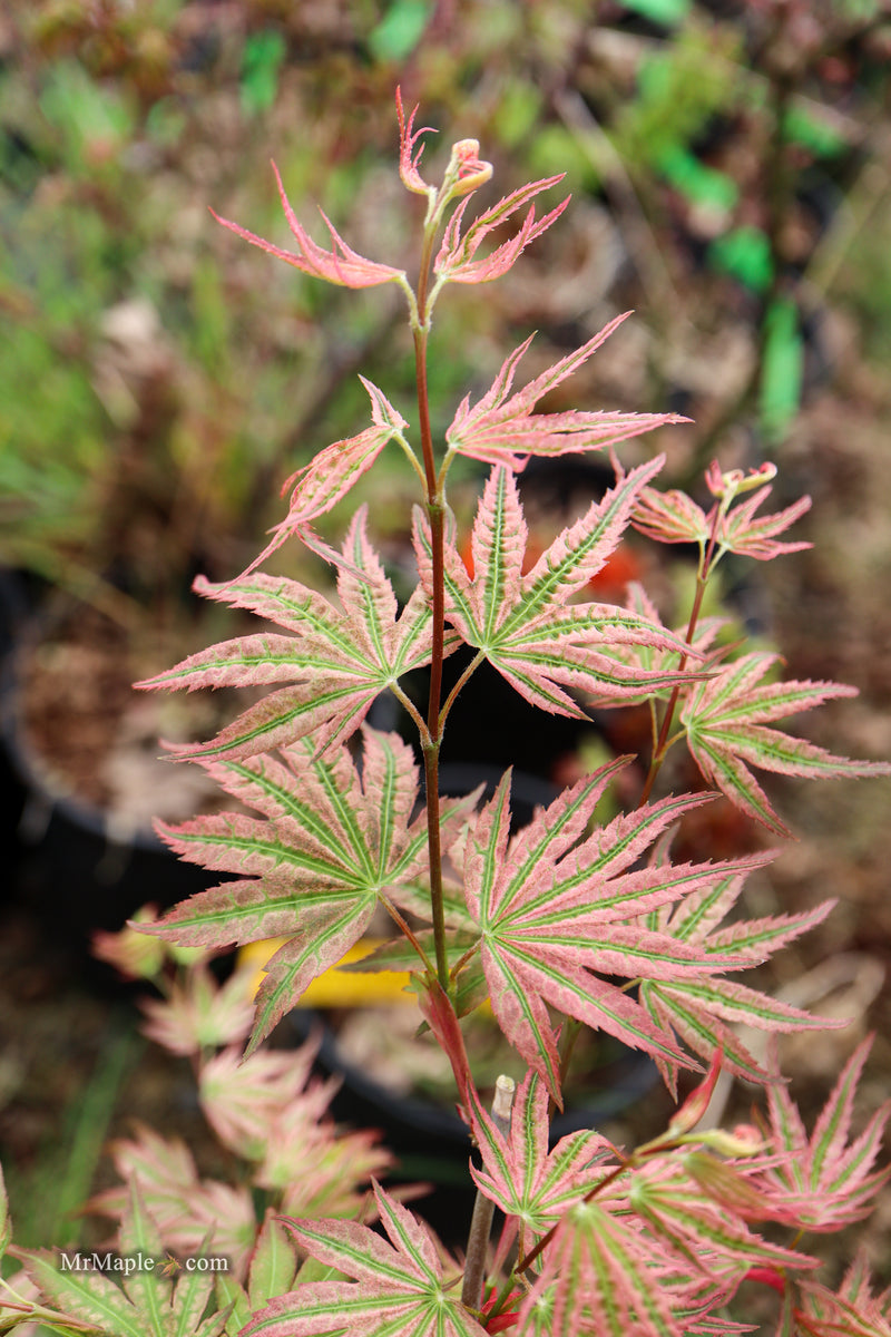 Acer palmatum 'Agape' Area 51 Rare Japanese Maple