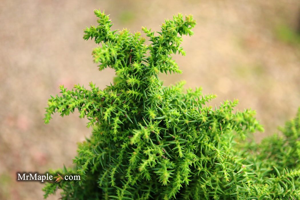 Cryptomeria japonica 'Yokohama' Dwarf Japanese Cedar