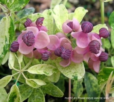 Akebia quinata 'Variegata' Variegated Climbing Vine  Mr Maple  Buy  Japanese Maple Trees