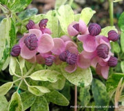 - Akebia quinata 'Variegata' Chocolate Vine - Mr Maple │ Buy Japanese Maple Trees