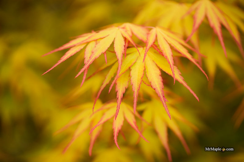 Acer palmatum 'Alan's Gold' Pinebark Japanese Maple
